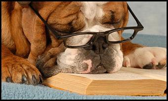 Product - While You're Away Pet Sitting in Belton, TX Pet Care Services