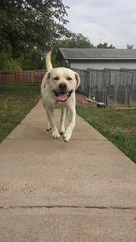 Product - White House Kennel in Arnold, MO Pet Boarding & Grooming