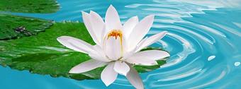 Product - White Lotus Massage in Hauppauge, NY Massage Therapy