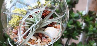 Product - Wight’s Home & Garden in Lynnwood, WA Nurseries & Garden Centers