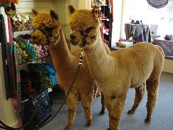 Product - Wildfibers in Historic Downtown Mount Vernon - Mount Vernon, WA Business Services