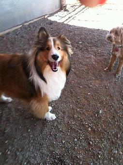 Product - Willow Tree Kennels in Durango, CO Pet Care Services