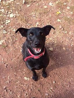 Product - Willow Tree Kennels in Durango, CO Pet Care Services