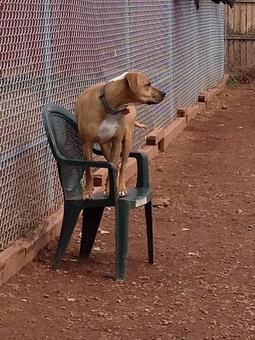 Product - Willow Tree Kennels in Durango, CO Pet Care Services