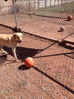 Product - Willow Tree Kennels in Durango, CO Pet Care Services