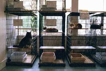 Product: We have large 3 level condos for our feline guests. Each condo is outfitted with a full size litterpan, lambswool bedding and hammocks, and of course constant access to fresh clean water. - Winding Creek Kennels in Winder, GA Pet Boarding & Grooming