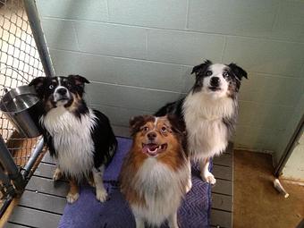 Product: A family of three in the indoor area of their King size run. - Winding Creek Kennels in Winder, GA Pet Boarding & Grooming