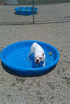 Product: One of our canine guests enjoying a splash in the pool during his Playtime. - Winding Creek Kennels in Winder, GA Pet Boarding & Grooming