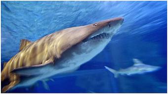 Product - WingPlace Patio in Lexington, SC Bars & Grills