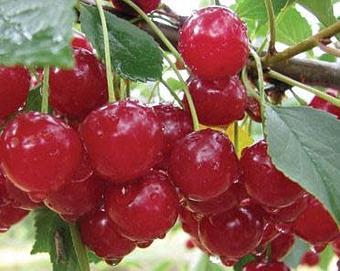 Product - Woldt's Corner Pub in Sturgeon Bay, WI American Restaurants