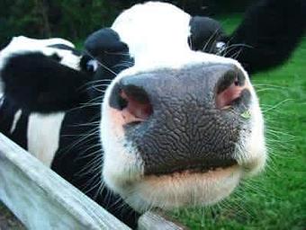 Product - Woldt's Corner Pub in Sturgeon Bay, WI American Restaurants