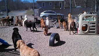 Product - York Bark and Play in York, ME Pet Care Services