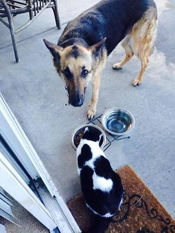 Product - Your Pet's Nanny in Ventura, CA Pet Boarding & Grooming