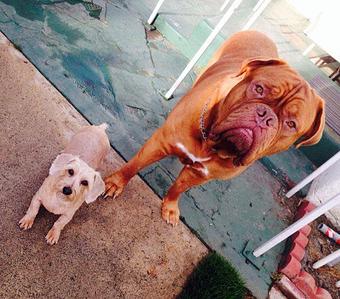 Product - Your Pet's Nanny in Ventura, CA Pet Boarding & Grooming