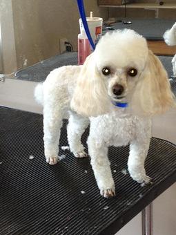 Product - 4 Paws Pet Salon in Mooresville, NC Pet Boarding & Grooming