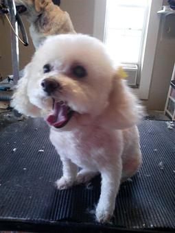 Product - 4 Paws Pet Salon in Mooresville, NC Pet Boarding & Grooming