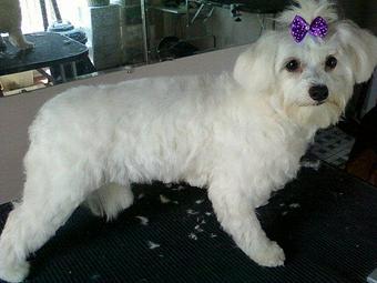 Product - 4 Paws Pet Salon in Mooresville, NC Pet Boarding & Grooming