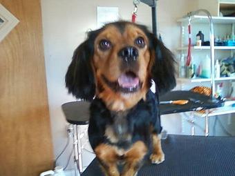 Product - 4 Paws Pet Salon in Mooresville, NC Pet Boarding & Grooming
