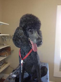 Product - 4 Paws Pet Salon in Mooresville, NC Pet Boarding & Grooming