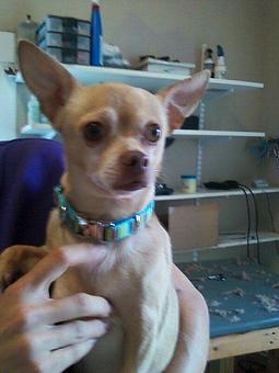Product - 4 Paws Pet Salon in Mooresville, NC Pet Boarding & Grooming