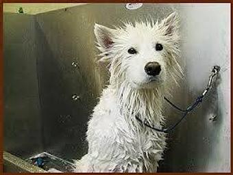 Product - A Pet Villa in Santa Clara, CA Hotels & Motels