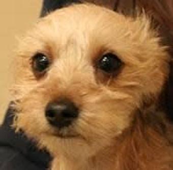 Product - A Pet Villa in Santa Clara, CA Hotels & Motels