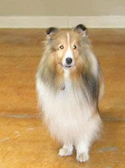 Product - A Pet Villa in Santa Clara, CA Hotels & Motels