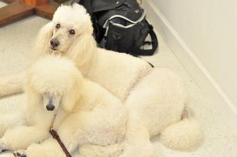 Product - A Styled Pooch in Concord, NC Restaurants/Food & Dining