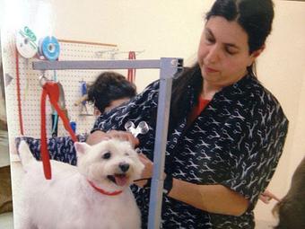 Product - Accent Pet Styling in Port Charlotte, FL Pet Boarding & Grooming