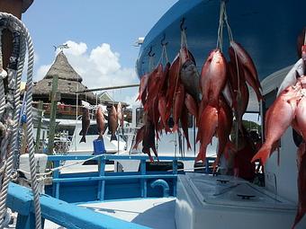 Product: Snapper fresh off the New Florida Girl - AJs Seafood & Oyster Bar in West Destin - Destin, FL Seafood Restaurants