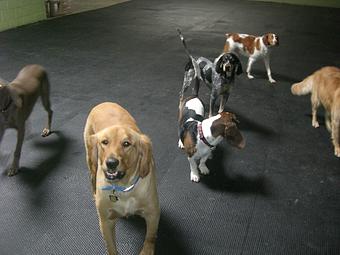 Product - Alfie's Poochie Playlot in Mokena, IL Pet Care Services