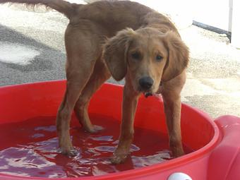 Product - Alfie's Poochie Playlot in Mokena, IL Pet Care Services