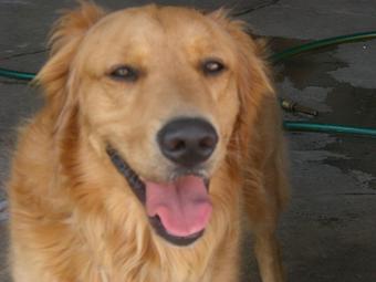 Product - Alfie's Poochie Playlot in Mokena, IL Pet Care Services