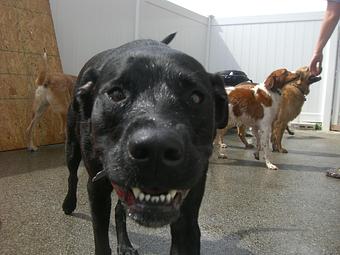 Product - Alfie's Poochie Playlot in Mokena, IL Pet Care Services