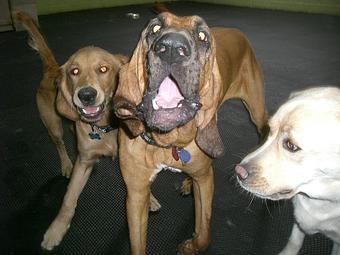 Product - Alfie's Poochie Playlot in Mokena, IL Pet Care Services