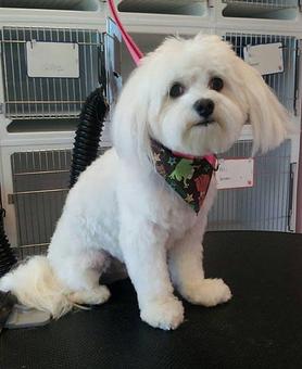 Product - All Fur Pet Grooming in Fredericksburg, VA Pet Grooming & Boarding Services