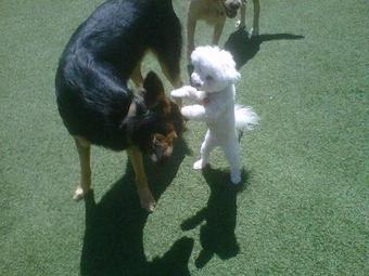 Product - AlphaDog Lodging in Tam Junction - Mill Valley, CA Pet Care Services