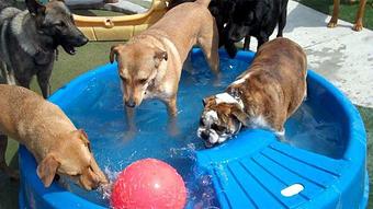 Product - AlphaDog Lodging in Tam Junction - Mill Valley, CA Pet Care Services