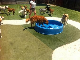 Product - AlphaDog Lodging in Tam Junction - Mill Valley, CA Pet Care Services