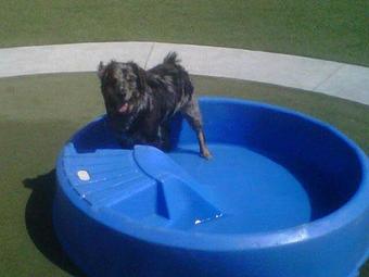 Product - AlphaDog Lodging in Tam Junction - Mill Valley, CA Pet Care Services