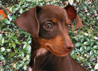 Product - Angel Pet Sitters in Springdale, AR Pet Boarding & Grooming
