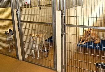 Product: We don't offer boarding, since pet sitting is such a great alternative, but we will give you a referral, if you wish. - Angel Pet Sitters in Springdale, AR Pet Boarding & Grooming
