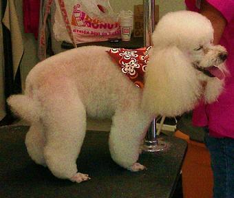 Product - Animal Kingdom South in South Orange, NJ Veterinarians