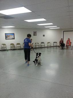 Product - Animal Training & Development in Fort Wayne, IN Animal Training