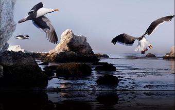 Product - Art Designs Photography in Arroyo Grande, CA Misc Photographers