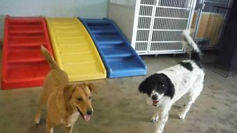 Product - BARK! Doggie Daycare + Hotel + Spa in Denver, CO Hotels & Motels