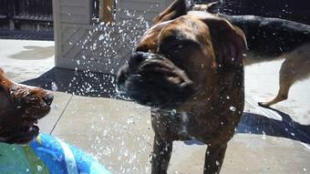 Product - BARK! Doggie Daycare + Hotel + Spa in Denver, CO Hotels & Motels