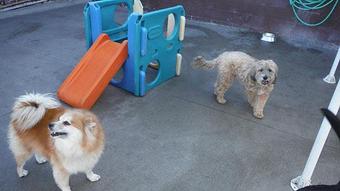 Product - BARK! Doggie Daycare + Hotel + Spa in Denver, CO Hotels & Motels