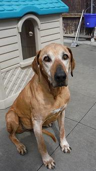 Product - BARK! Doggie Daycare + Hotel + Spa in Denver, CO Hotels & Motels