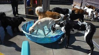 Product - BARK! Doggie Daycare + Hotel + Spa in Denver, CO Hotels & Motels